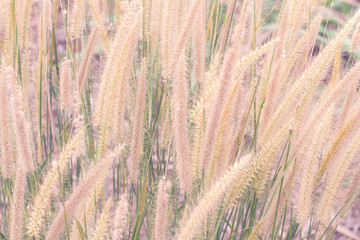 tropical grass for background