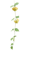 Cowslip Creeper -Telosma minor Craib