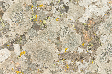 lichen on the rocks