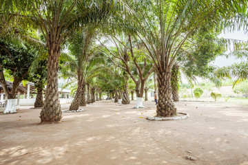 Palm tree grove.