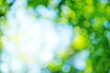 Fototapeta premium bokeh