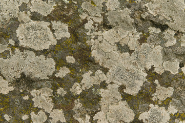 lichen on the rocks