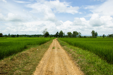 Fototapeta na wymiar road in green field and clouds on a summer day