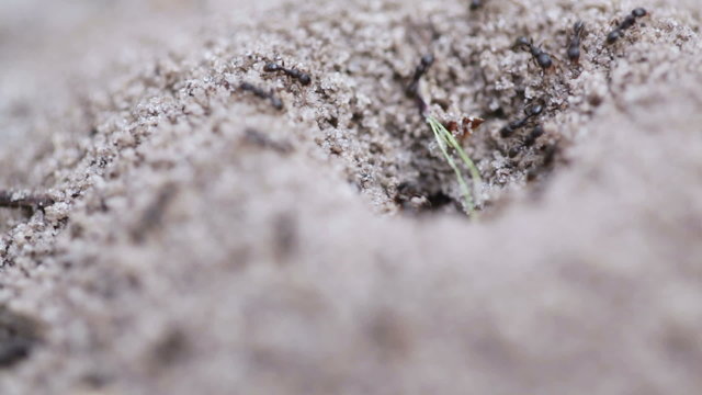 Ants