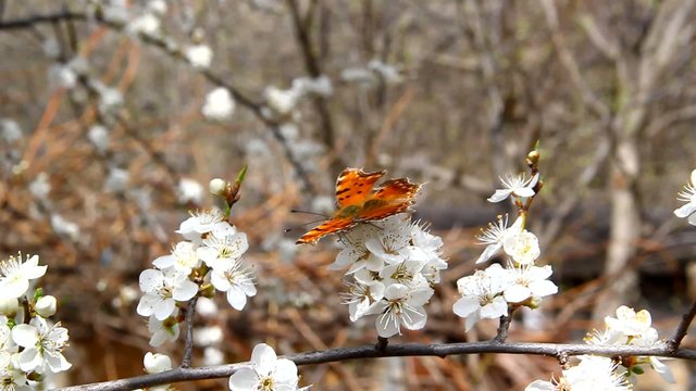Beautiful butterfly sitting, drinking nectar on a white flower
