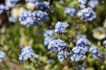 forget-me-not flowers
