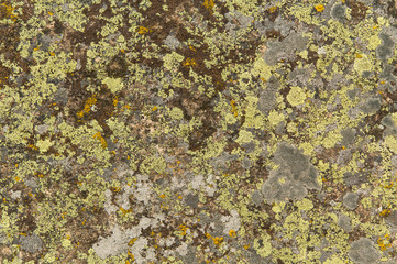 lichen on the rocks