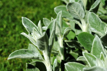 Lamb's Ear