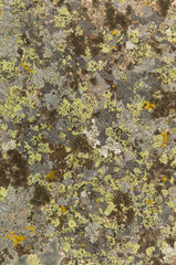 lichen on the rocks