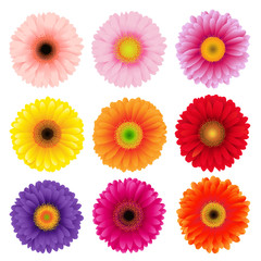 Big Colorful Gerbers Flowers Set - obrazy, fototapety, plakaty