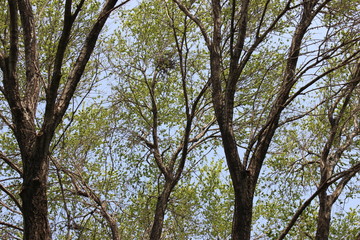 Trees