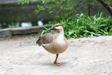 Duck in park