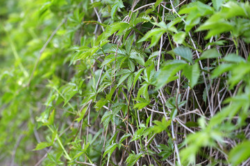 Green ivy leaves wall