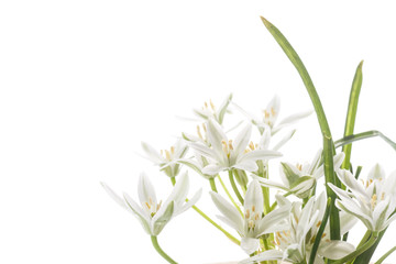 Fototapeta na wymiar beautiful bouquet of white flowers