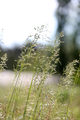 Beautiful green grass, outdoors