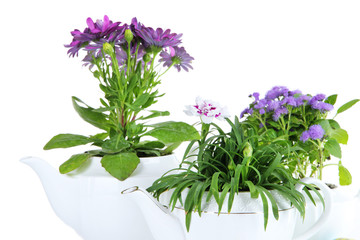 Flowers in  decorative pots isolated on white