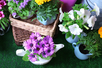 Flowers in  decorative pots and garden tools