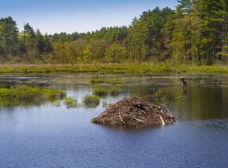 Beaver den on tranquil pond © Christian Delbert