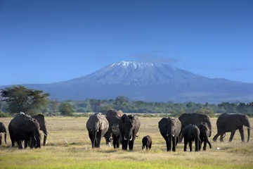 Photo sur Plexiglas Kilimandjaro Elephants in  Kilimanjaro National Park
