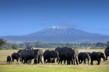 Fototapeta premium Elephants in Tsavo East Park