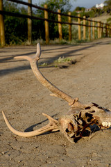 Obraz premium Skull and Drought