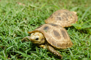 Naklejka premium Box Turtle on grass