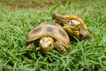 Box Turtle on grass