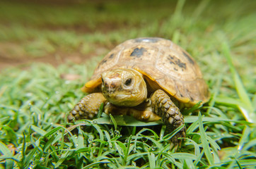 Box Turtle on grass