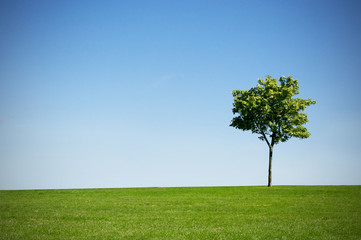 Fototapeta na wymiar Tree and grass