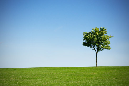 Tree and grass