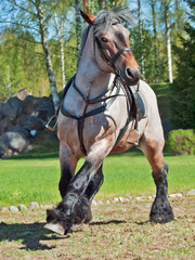 running Belgian draught horse.