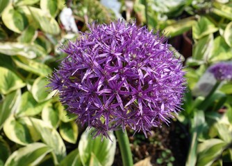 allium