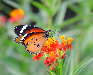 Naklejka na ściany i meble Butterfly on orange flower