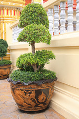 fancy shaped decorative tree on flower pot