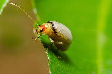 juvenile bombardier beetle