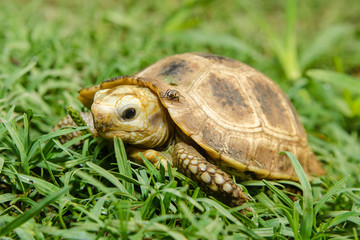 Box Turtle on grass