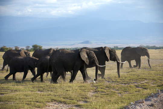 Family of african elephant