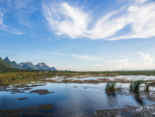 widely marsh with reeds