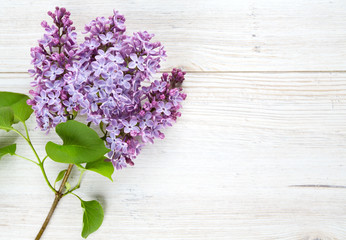 beautiful lilac on white wooden surface