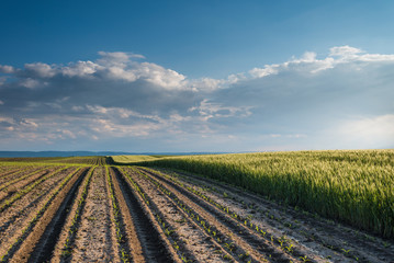 Fototapeta na wymiar wheat field at sunset
