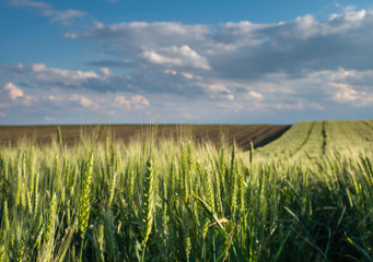 wheat field at sunset