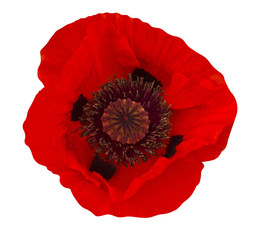 poppy