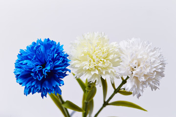 Carnations