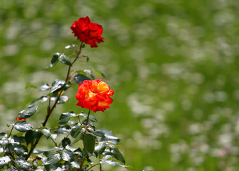 two red rose in the garden in spring