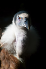 The eye of the Griffon Vulture