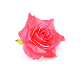 Rose, artificial flowers isolated on white