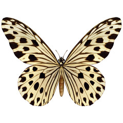 Idea Leuconoe Butterfly