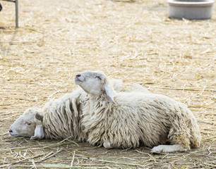 sheep