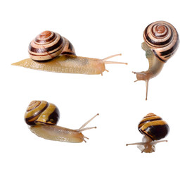 snails isolated on white background