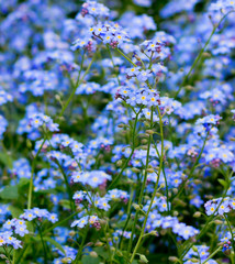 Forget-me-nots